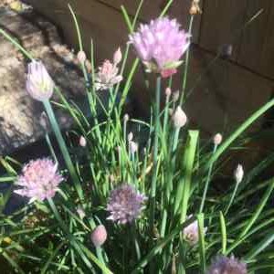 chives